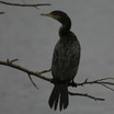 Neotropic Cormorant
